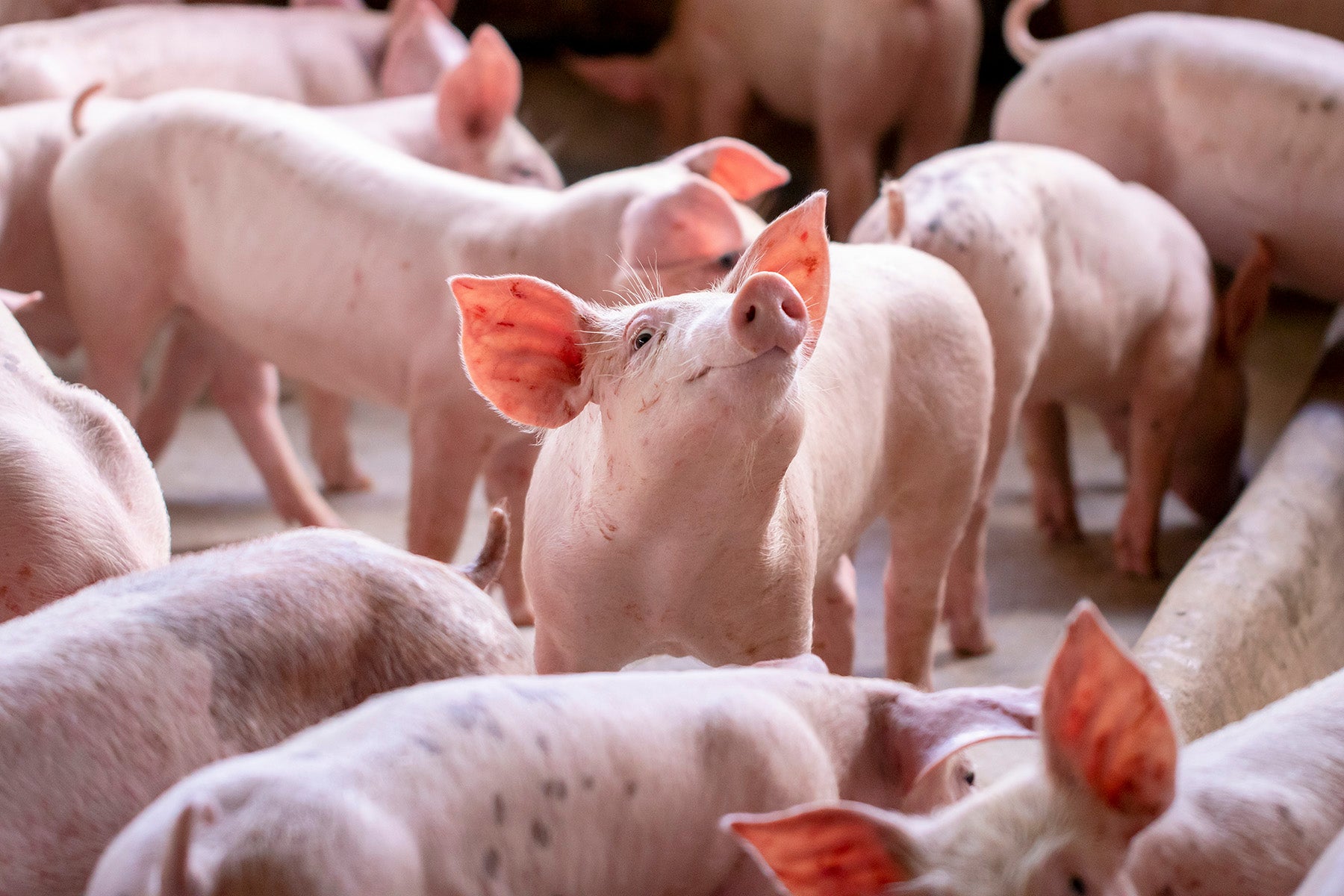One pink pig stands with its head raised with other pigs surrounding it.
